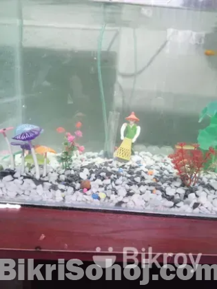 একুরিয়াম